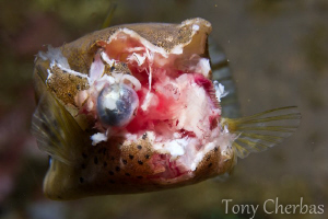 Lembeh is Weird: I watched a Giant Cuttlefish chew up the... by Tony Cherbas 
